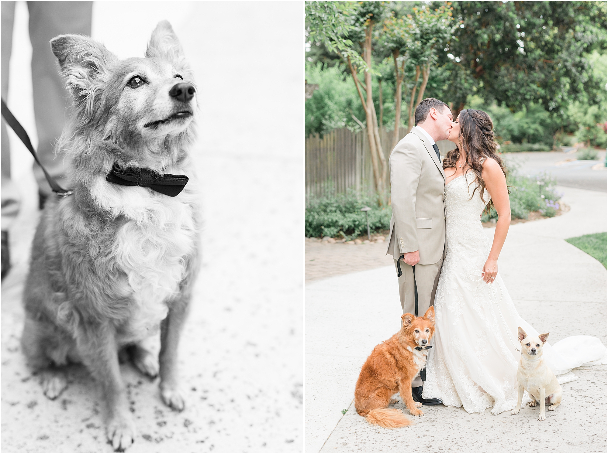 bride and groom with dogs lodi wedding venue wine and roses 
