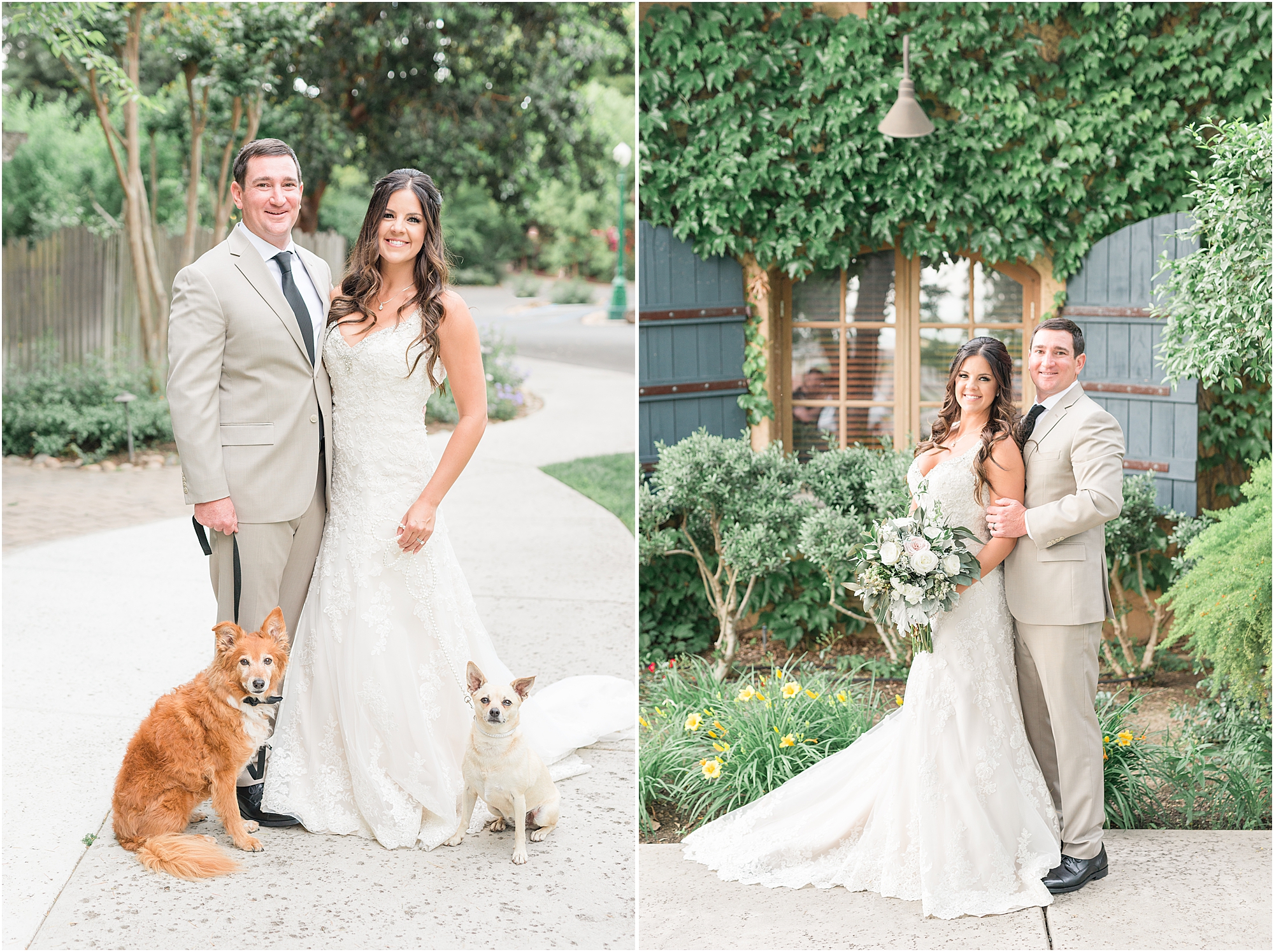 bride and groom with dogs lodi wedding venue wine and roses 