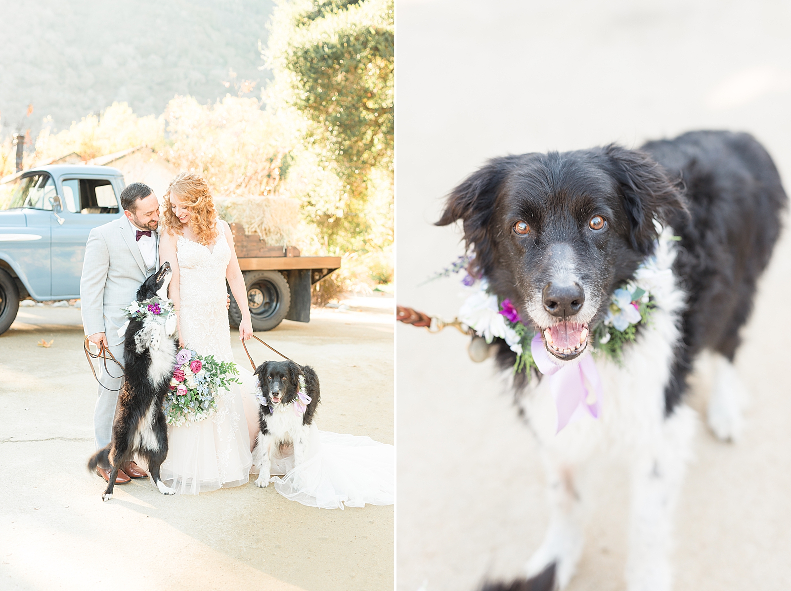 Dogs and weddings 
