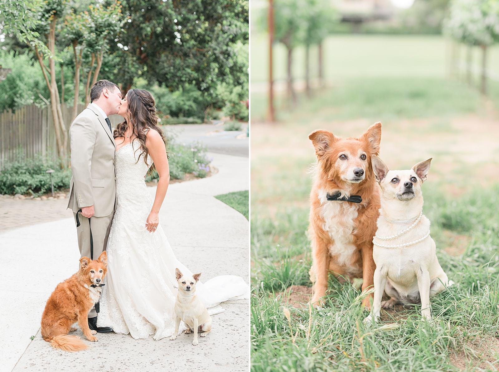 Inlcuding your dog on your wedding day or engagement session_0216.jpg